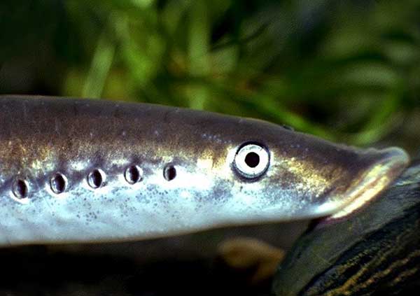 La lamproie est un poisson qui n'a pas de mâchoires. Les anguilles font partie de cette famille.